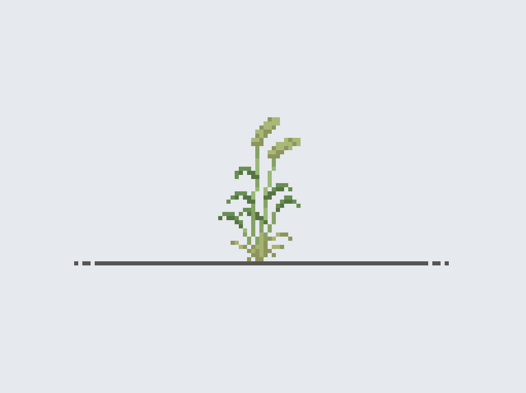 ねこじゃらし (Foxtail grass)